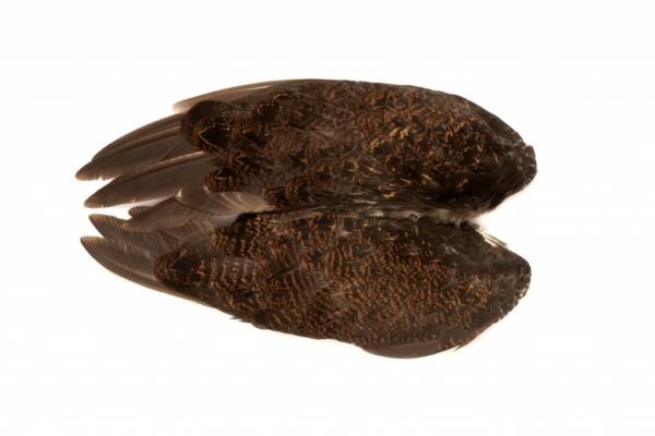 Veniard Grouse whole wings