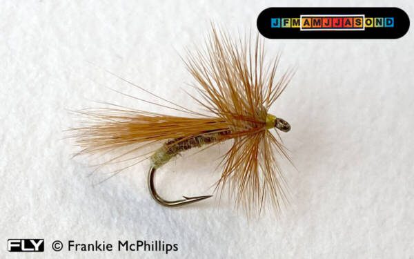 FLY Welshman's Button
