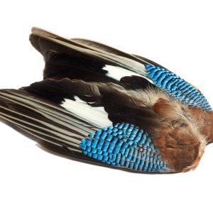 Premier Angling - Blue Jay Wings Whole