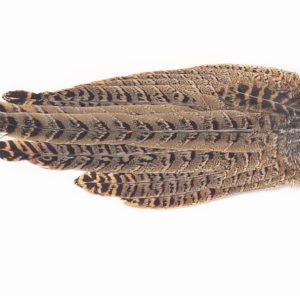Premier Angling - Hen Pheasant  Complete Tails