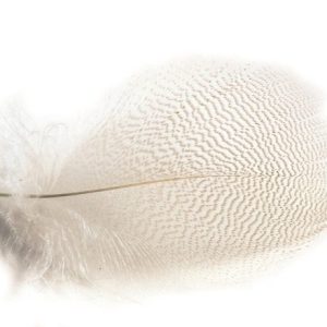 Premier Angling - Mallard Barred Flank