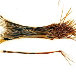 Premier Angling - Cock Pheasant Hopper Legs