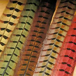 Premier Angling - Waspi Ringneck Cock Pheasant Tail Feathers (1 Pair)